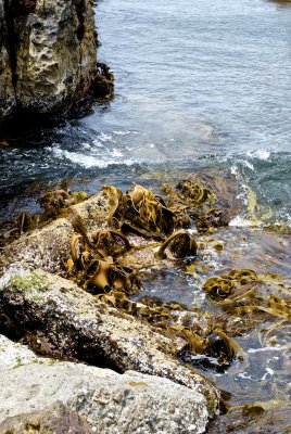 Bull-kelp on rock at the Blowhole