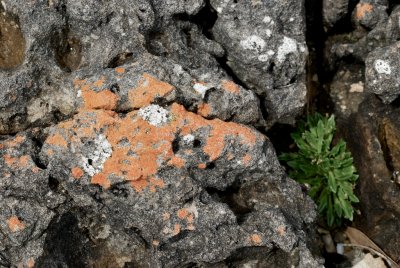 Lichen at the Blowhole