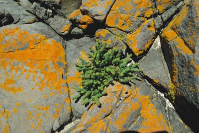 Lichen and weeds