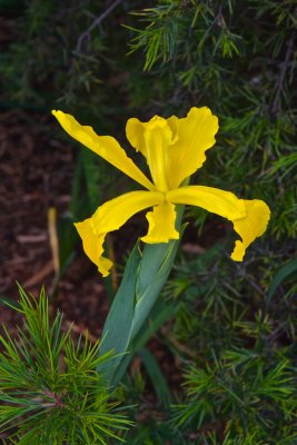 Iris