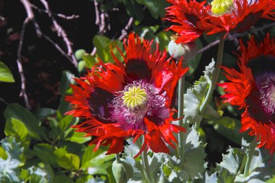 Poppies