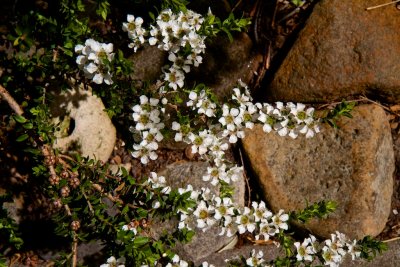 Groundcover Ti-tree.