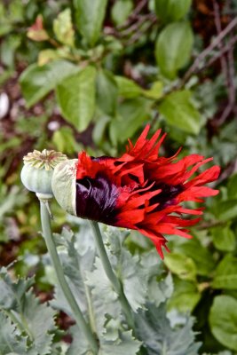 Poppy emerging from its casing.