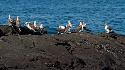 Blue-footed Boobies