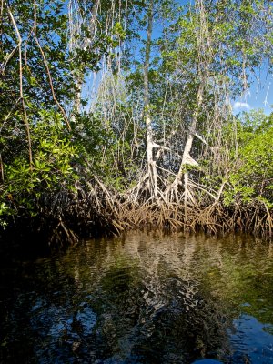 Mangrove swamp 