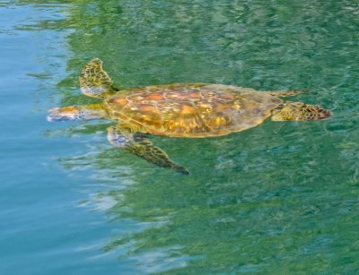 Turtle in mangrove swamp water.