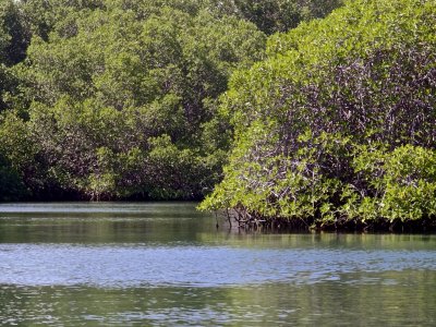 Another view of Mangroves