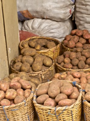 Fruit of the Andes