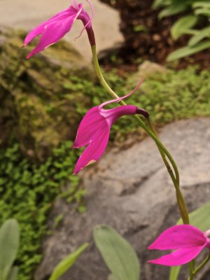 Small orchid