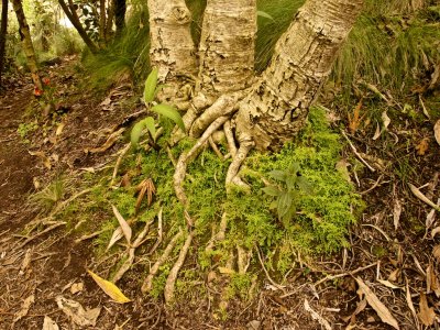 Moss, roots, shoots and humus: elements of a good garden.