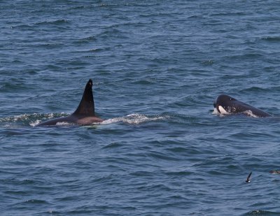 Orcas, hunting 