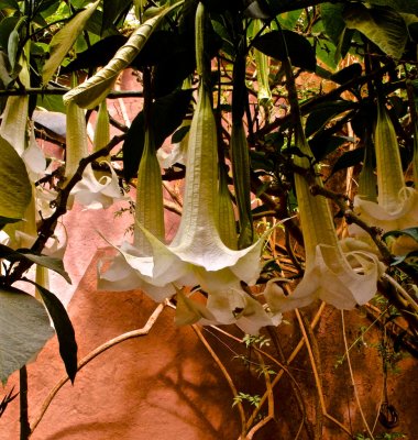Caf: Datura, hanging above our heads. 