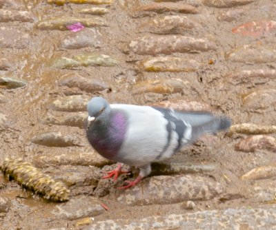 Pigeon of Pisac