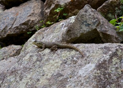 Lizard of Machu Picchu