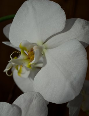 Maya's Orchid