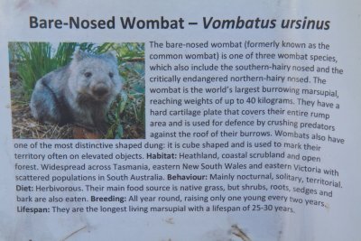 Wombat info