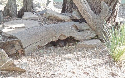 Hiding under a log