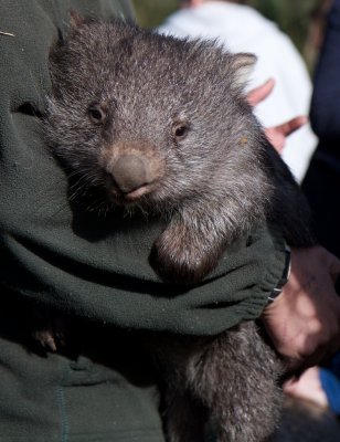 I want a wombat too!