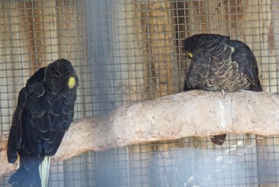 Black cockatoos