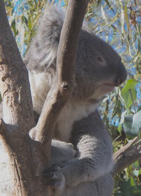 Yes Folks, a Koala again!