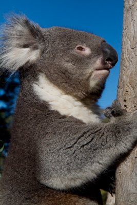 Koala again, different pose.