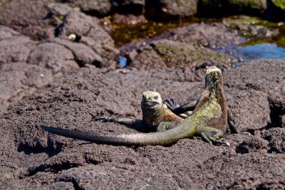 Fernandina Island, Galapagos Group