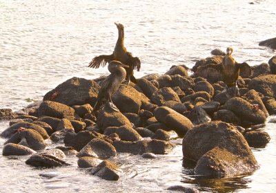 Fernandina Island, Galapagos Group