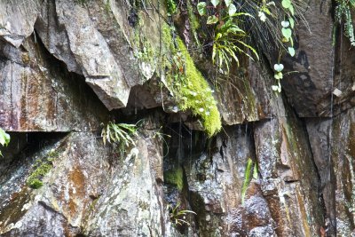 Rock face. Water dripping in thin streams
