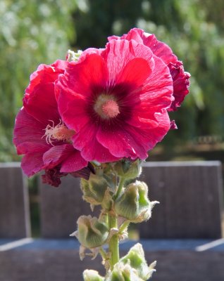 Hollyhock