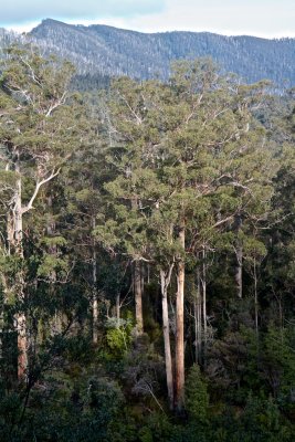 Eucalyptus stand
