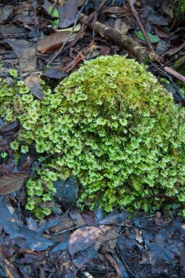 Moss on the forest floor