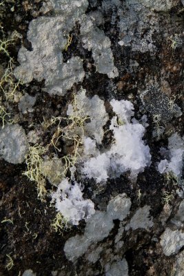 Lichen in the snow