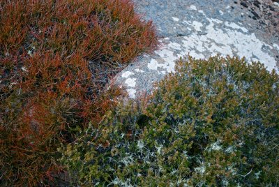 Lichen and bushes