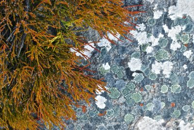 small shrub, dolerite and lichen