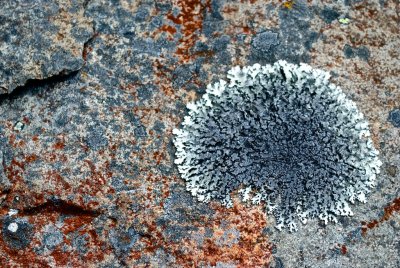 Flat lichen