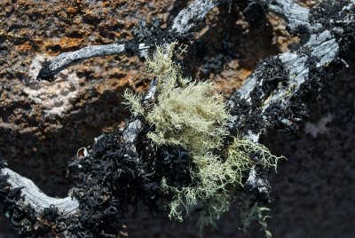 Lichen and branch