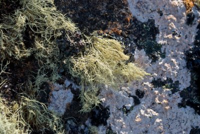 Differing sorts of lichen
