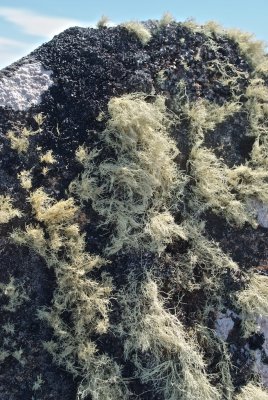 Differing sorts of lichen