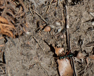 Ant amongst the leaf litter