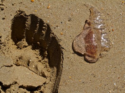 Footprint and jellyfish