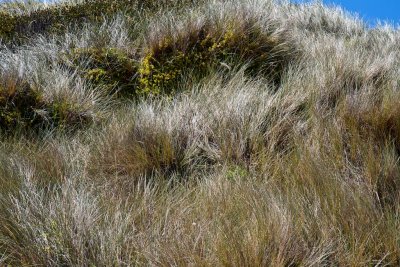 Grass, wattle and dune