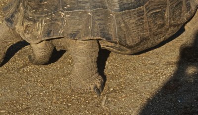 Tortoise foot