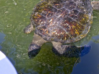 Sea turtle in the mangrove swamp
