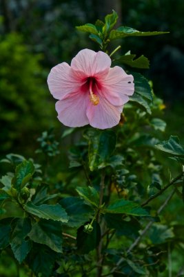 Hibiscus