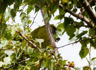 Silver Birch ( oh and Parrot, of course!)