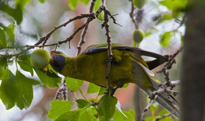 Swift Parrot tucking into our Greengages