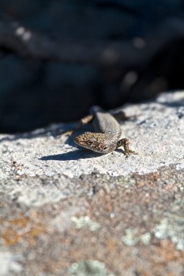 Lizard and lichen.