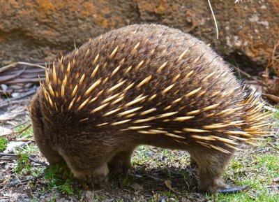 Echidna at the start of the track
