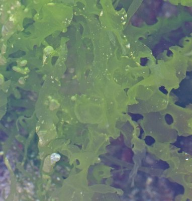 Sea lettuce