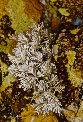 Underwater lace